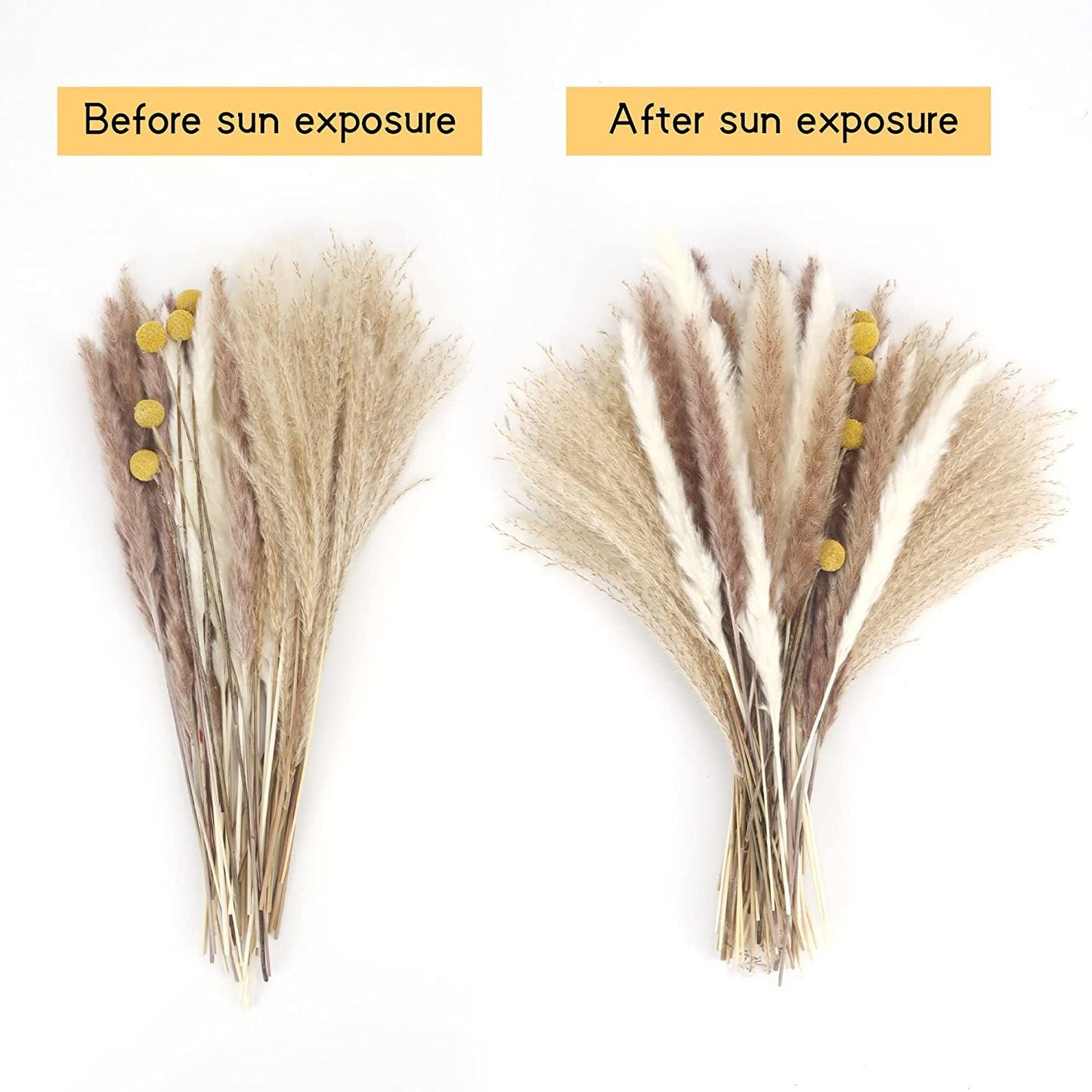 Munskine Fluffy Dried Pompous Grass